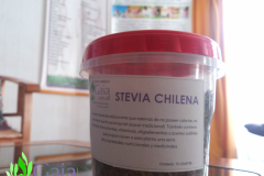 Stevia-Chilena